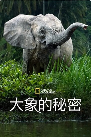 Secrets of the Elephants 第一季 2023 第4集(大结局)